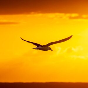 Foto de uma gaivota voando ao nascer do sol na praia