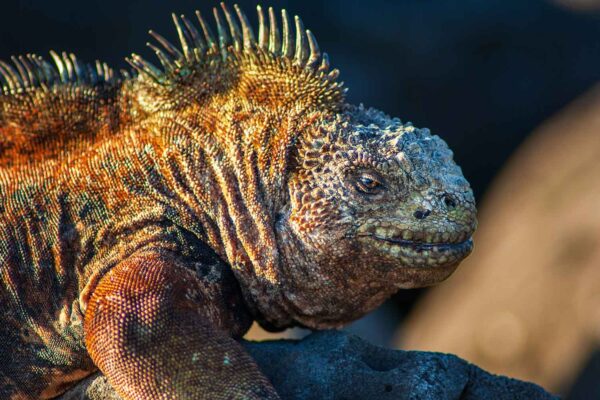 Iguana marinha das ilhas Galápagos