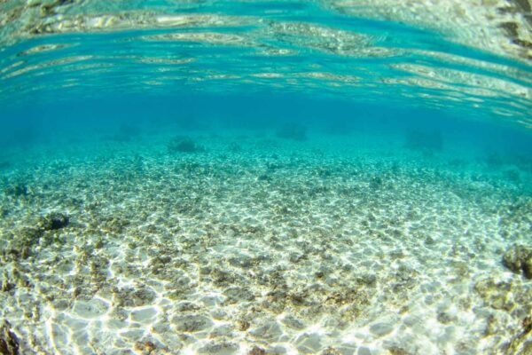Foto do fundo do mar - Moorea Tahiti