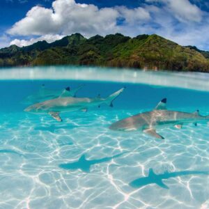 Foto de tubarões galha preta em Moorea Tahiti