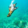Lobo marinho das ilhas Galápagos